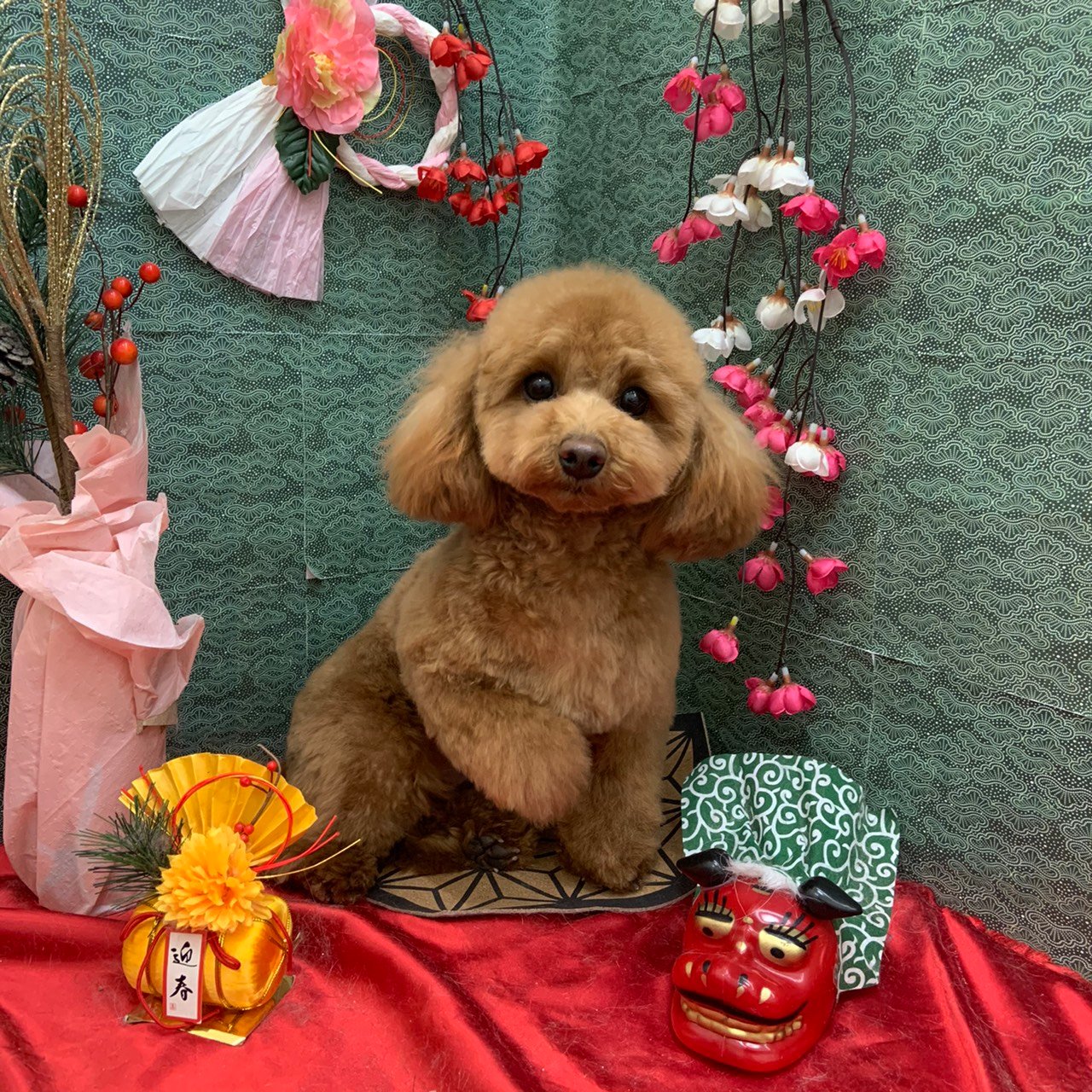💛トリミング行ってきました💛