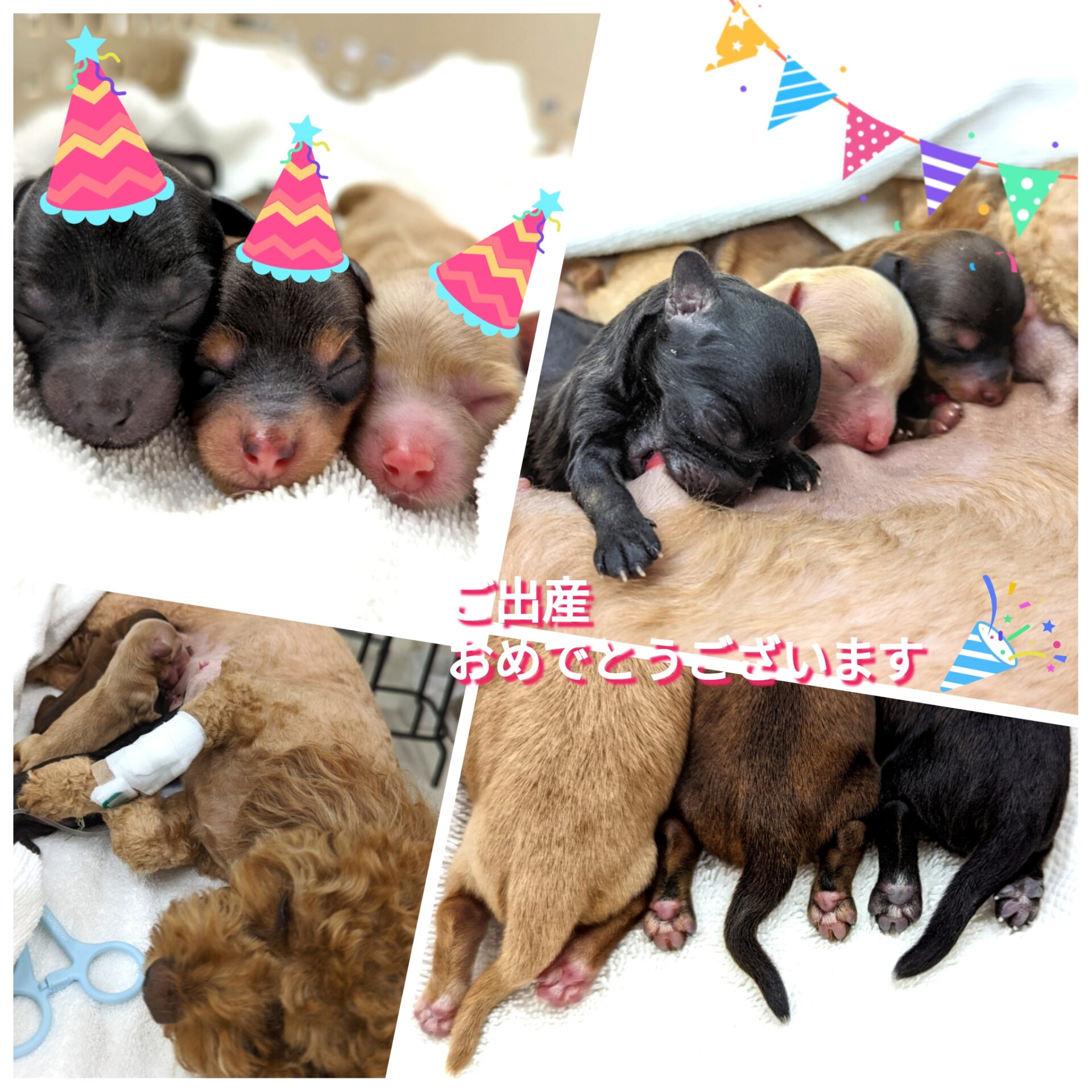 モモ無事出産おめでとう㊗️🥳🎉